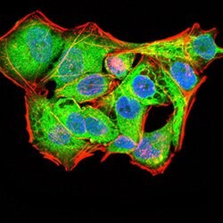 Invitrogen PYCARD Monoclonal Antibody (1C3D7) 100 &mu;g; Unconjugated:Antibodies,