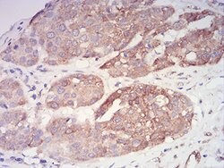 Invitrogen PYCARD Monoclonal Antibody (1C3D7) 100 &mu;g; Unconjugated:Antibodies,
