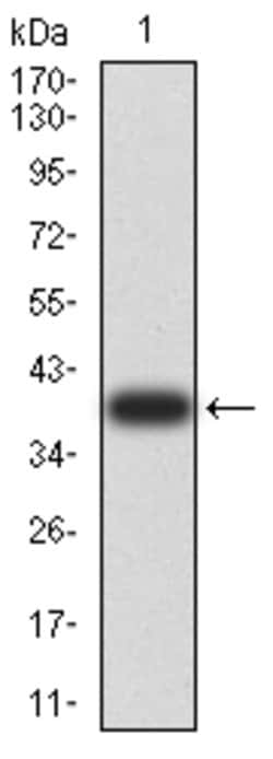 Invitrogen PYCARD Monoclonal Antibody (1C3D7) 100 &mu;g; Unconjugated:Antibodies,