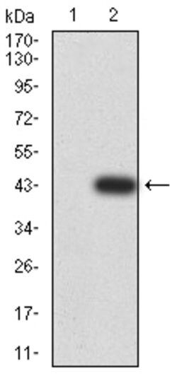 Invitrogen PYCARD Monoclonal Antibody (1C3D7) 100 &mu;g; Unconjugated:Antibodies,