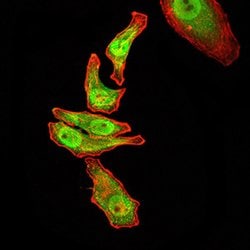 Invitrogen RAN Monoclonal Antibody (8D1A6) 100 &mu;g; Unconjugated:Antibodies,