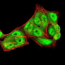 Invitrogen RAN Monoclonal Antibody (8D1A6) 100 &mu;g; Unconjugated:Antibodies,