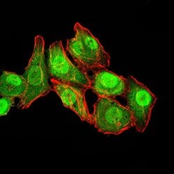 Invitrogen RAN Monoclonal Antibody (8D1A6) 100 &mu;g; Unconjugated:Antibodies,