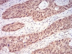 Invitrogen RAN Monoclonal Antibody (8D1A6) 100 &mu;g; Unconjugated:Antibodies,