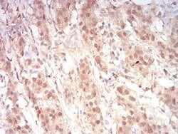 Invitrogen RAN Monoclonal Antibody (8D1A6) 100 &mu;g; Unconjugated:Antibodies,