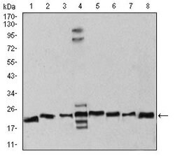 Invitrogen RAN Monoclonal Antibody (8D1A6) 100 &mu;g; Unconjugated:Antibodies,