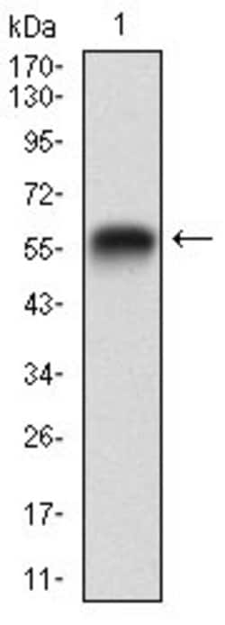 Invitrogen RAP1GAP Monoclonal Antibody (2G7B6) 100 &mu;g; Unconjugated:Antibodies,