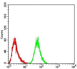 Invitrogen eRF1 Monoclonal Antibody (4F9H12) 100 &mu;g; Unconjugated:Antibodies,