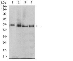 Invitrogen eRF1 Monoclonal Antibody (4F9H12) 100 &mu;g; Unconjugated:Antibodies,