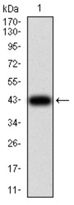Invitrogen eRF1 Monoclonal Antibody (4F9H12) 100 &mu;g; Unconjugated:Antibodies,