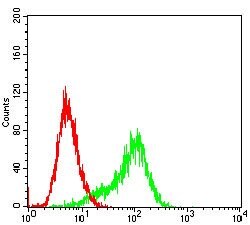 Invitrogen RSK3 Monoclonal Antibody (3C4C8) 100 &mu;g; Unconjugated:Antibodies,