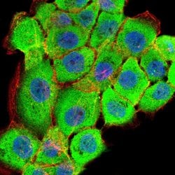 Invitrogen RSK3 Monoclonal Antibody (3C4C8) 100 &mu;g; Unconjugated:Antibodies,