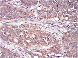 Invitrogen RSK3 Monoclonal Antibody (3C4C8) 100 &mu;g; Unconjugated:Antibodies,