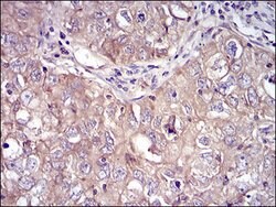Invitrogen RSK3 Monoclonal Antibody (3C4C8) 100 &mu;g; Unconjugated:Antibodies,