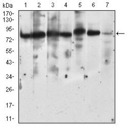 Invitrogen RSK3 Monoclonal Antibody (3C4C8) 100 &mu;g; Unconjugated:Antibodies,