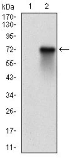 Invitrogen RSK3 Monoclonal Antibody (3C4C8) 100 &mu;g; Unconjugated:Antibodies,