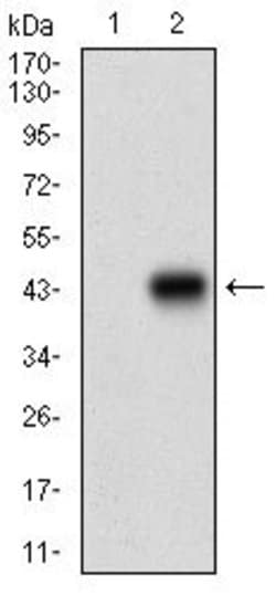 Invitrogen Raptor Monoclonal Antibody (6G9C4) 100 &mu;g; Unconjugated:Antibodies,