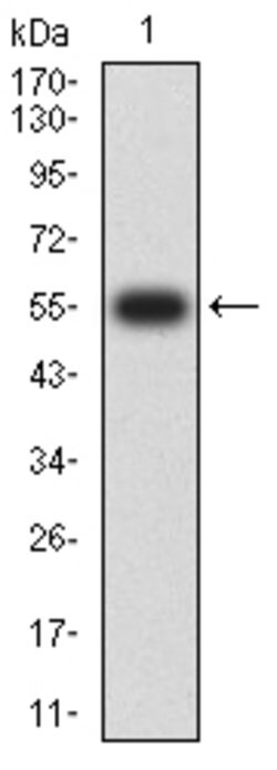 Invitrogen SETD7 Monoclonal Antibody (3D6G11) 100 &mu;g; Unconjugated:Antibodies,