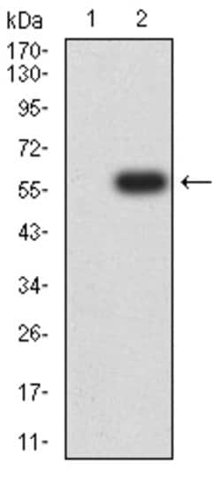 Invitrogen SETD7 Monoclonal Antibody (3D6G11) 100 &mu;g; Unconjugated:Antibodies,