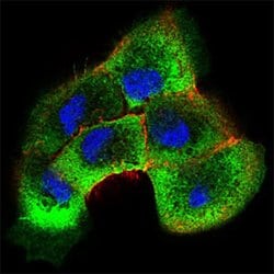 Invitrogen SHC Monoclonal Antibody (2F7C7) 100 &mu;g; Unconjugated:Antibodies,