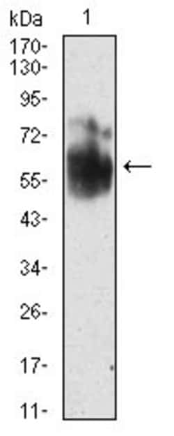 Invitrogen SHC Monoclonal Antibody (2F7C7) 100 &mu;g; Unconjugated:Antibodies,