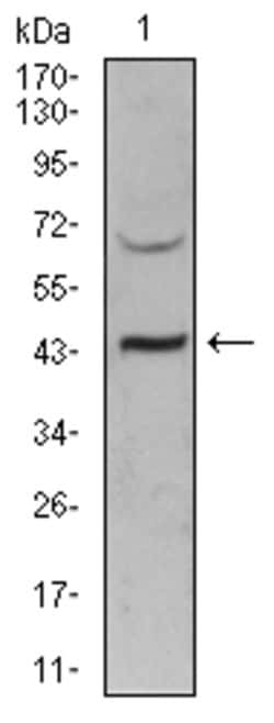 Invitrogen SIRT3 Monoclonal Antibody (6B2A1) 100 &mu;g; Unconjugated:Antibodies,