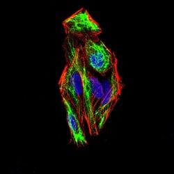 Invitrogen SLUG Monoclonal Antibody (4B6D5) 100 &mu;g; Unconjugated:Antibodies,