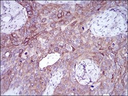 Invitrogen SLUG Monoclonal Antibody (4B6D5) 100 &mu;g; Unconjugated:Antibodies,