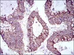 Invitrogen SLUG Monoclonal Antibody (4B6D5) 100 &mu;g; Unconjugated:Antibodies,