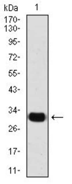 Invitrogen SLUG Monoclonal Antibody (4B6D5) 100 &mu;g; Unconjugated:Antibodies,