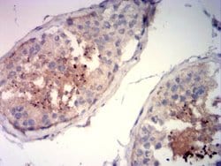 Invitrogen Acrosomal Vesicle Protein Monoclonal Antibody (5E3D6) 100 &mu;g;