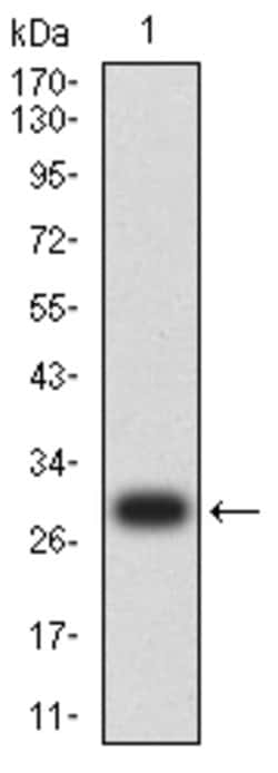 Invitrogen Acrosomal Vesicle Protein Monoclonal Antibody (5E3D6) 100 &mu;g;