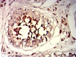 Invitrogen SPA17 Monoclonal Antibody (3G9F3) 100 &mu;g; Unconjugated:Antibodies,