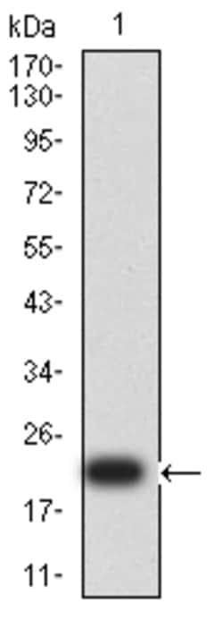 Invitrogen SPA17 Monoclonal Antibody (3G9F3) 100 &mu;g; Unconjugated:Antibodies,