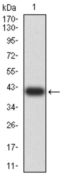 Invitrogen SUZ12 Monoclonal Antibody (2B9G12) 100 &mu;g | Buy Online | Invitrogen&trade; | Fisher Scientific
