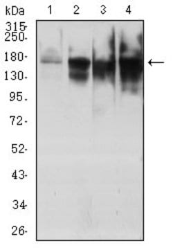 Invitrogen TOP2A Monoclonal Antibody (6D4B2) 100 &mu;g; Unconjugated:Antibodies,