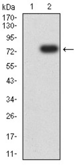 Invitrogen TOP2A Monoclonal Antibody (6D4B2) 100 &mu;g; Unconjugated:Antibodies,