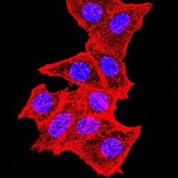 Invitrogen TOP2A Monoclonal Antibody (6C12G12) 100 &mu;g | Buy Online | Invitrogen&trade; | Fisher Scientific