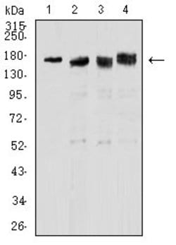 Invitrogen TOP2A Monoclonal Antibody (6C12G12) 100 &mu;g | Buy Online | Invitrogen&trade; | Fisher Scientific