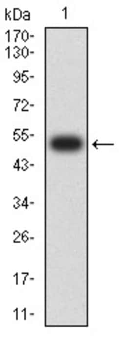Invitrogen TOP2A Monoclonal Antibody (6C12G12) 100 &mu;g | Buy Online | Invitrogen&trade; | Fisher Scientific