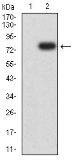 Invitrogen TOP2A Monoclonal Antibody (6C12G12) 100 &mu;g | Buy Online | Invitrogen&trade; | Fisher Scientific