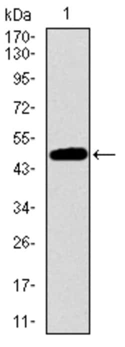 Invitrogen 53BP1 Monoclonal Antibody (6B3E10) 100 &mu;g; Unconjugated:Antibodies,