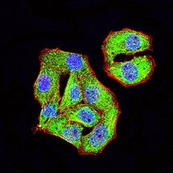 Invitrogen TRIM29 Monoclonal Antibody (8C8G5) 100 &mu;g; Unconjugated:Antibodies,