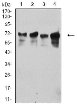 Invitrogen TRIM29 Monoclonal Antibody (8C8G5) 100 &mu;g; Unconjugated:Antibodies,