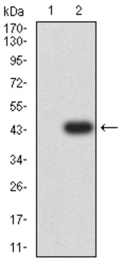Invitrogen TRIM29 Monoclonal Antibody (8C8G5) 100 &mu;g; Unconjugated:Antibodies,
