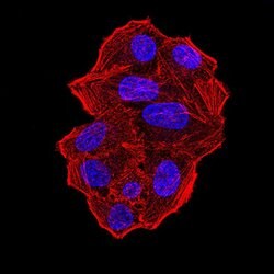 Invitrogen UFD1L Monoclonal Antibody (2A6F3) 100 &mu;g; Unconjugated:Antibodies,