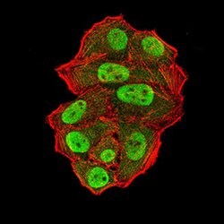 Invitrogen UFD1L Monoclonal Antibody (2A6F3) 100 &mu;g; Unconjugated:Antibodies,