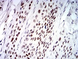 Invitrogen UFD1L Monoclonal Antibody (2A6F3) 100 &mu;g; Unconjugated:Antibodies,