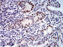 Invitrogen UFD1L Monoclonal Antibody (2A6F3) 100 &mu;g; Unconjugated:Antibodies,