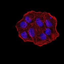 Invitrogen UHRF1 Monoclonal Antibody (1A1B1) 100 &mu;g; Unconjugated:Antibodies,